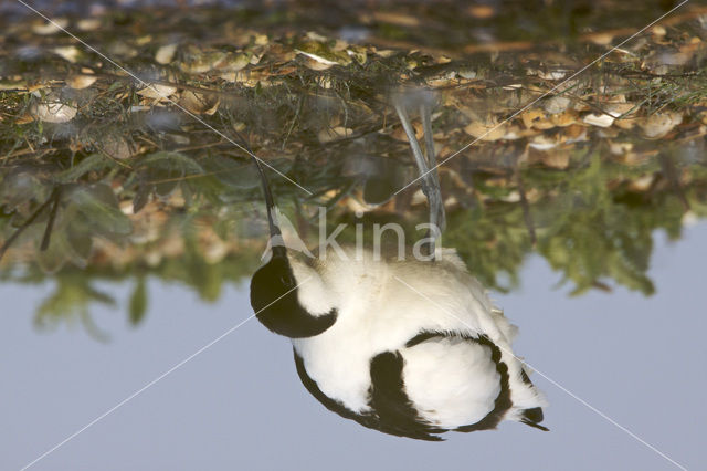 Pied Avocet (Recurvirostra avosetta)