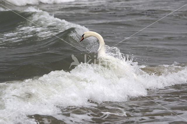 Mute Swan (Cygnus olor)