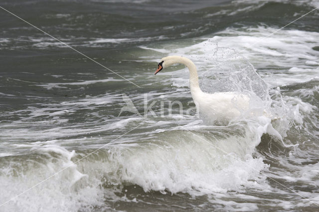 Mute Swan (Cygnus olor)