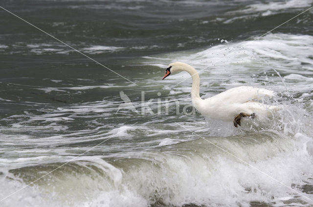 Mute Swan (Cygnus olor)