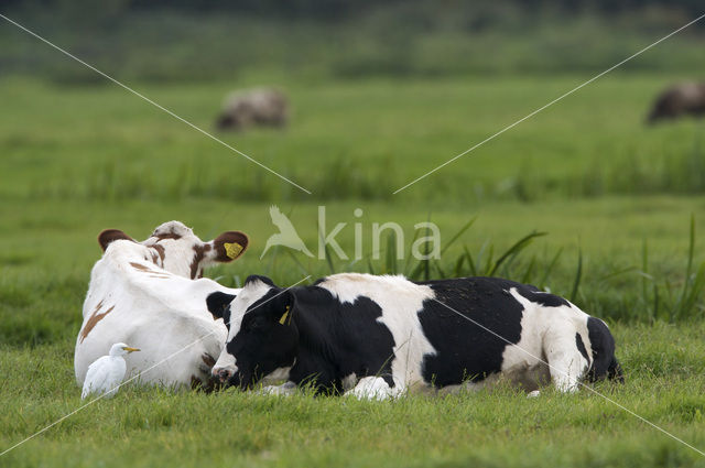 Cattle Egret (Bubulcus ibis)