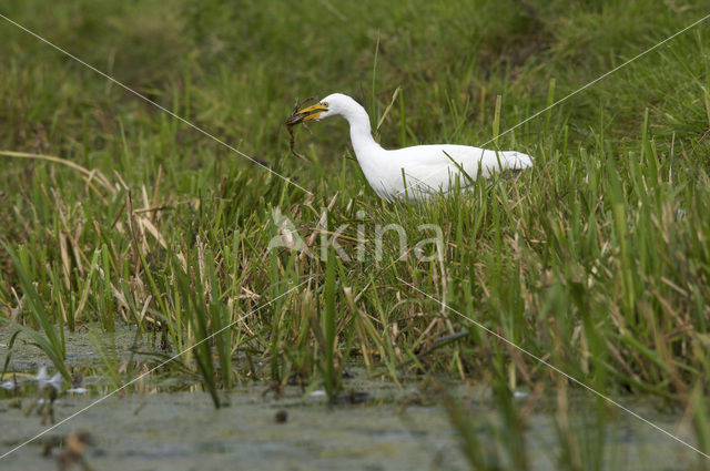 Koereiger (Bubulcus ibis)