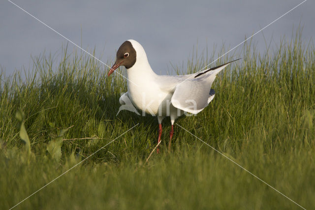 Black-headed Gull (Larus ridibundus)