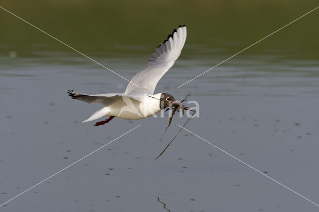 Black-headed Gull (Larus ridibundus)