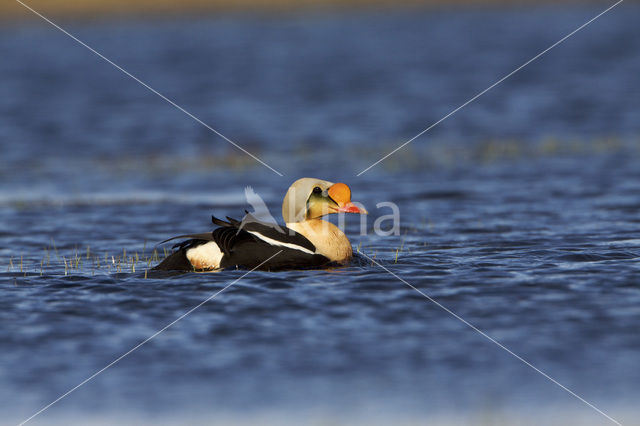 King Eider (Somateria spectabilis)