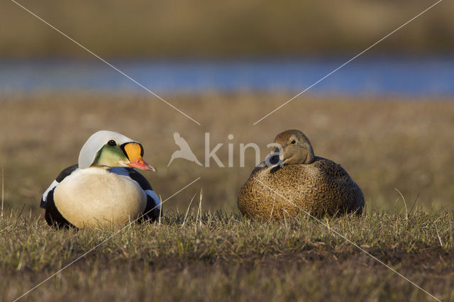 King Eider (Somateria spectabilis)