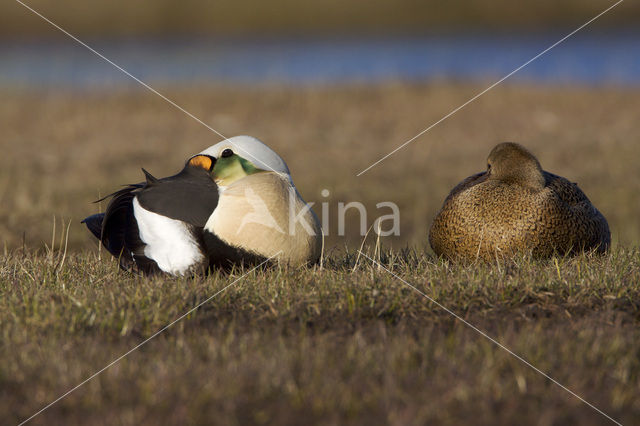 King Eider (Somateria spectabilis)