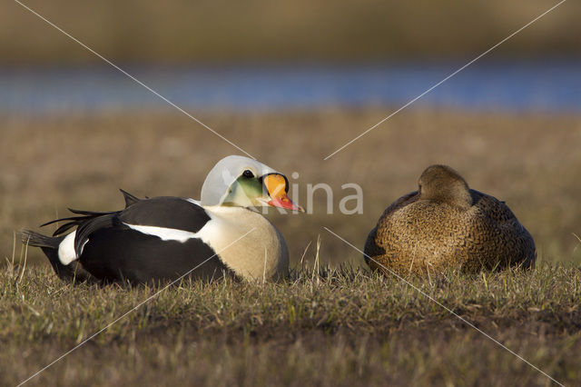 King Eider (Somateria spectabilis)