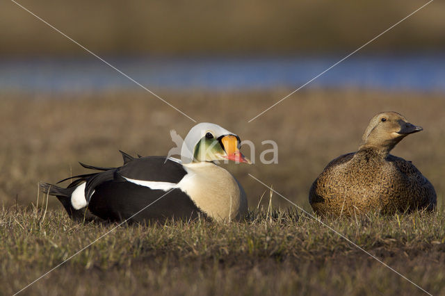 King Eider (Somateria spectabilis)