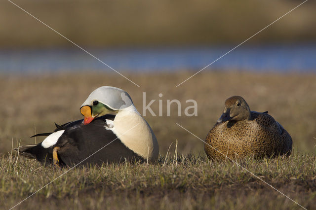 King Eider (Somateria spectabilis)