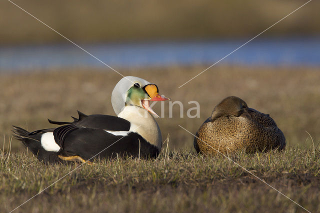 King Eider (Somateria spectabilis)