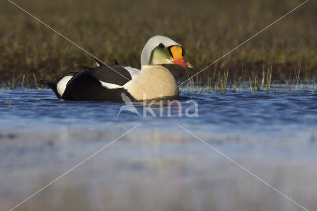 King Eider (Somateria spectabilis)