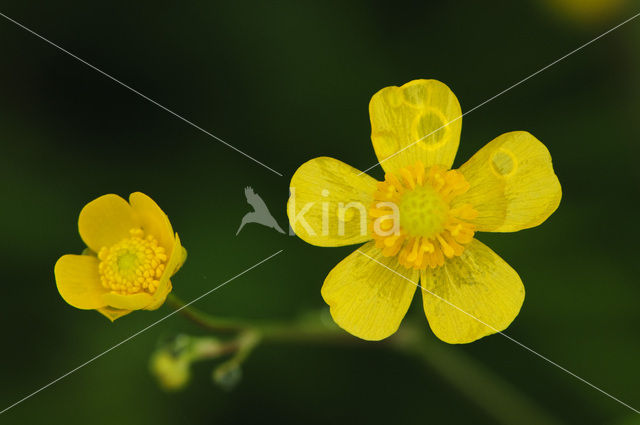 Kruipende boterbloem (Ranunculus repens)