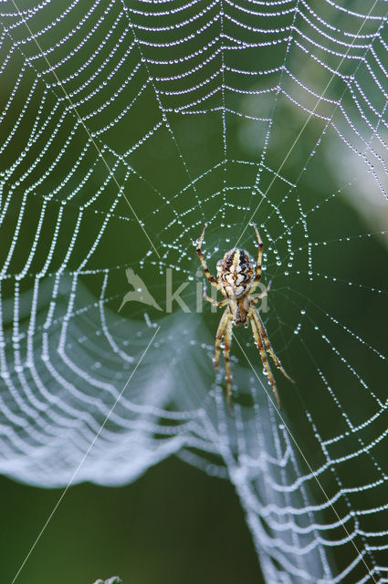 Kruisspin (Araneus diadematus)