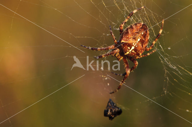 European Garden Spider (Araneus diadematus)