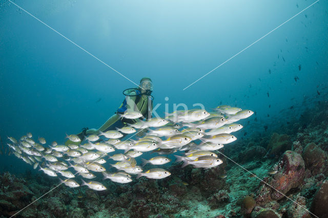 Lichtvlek straatveger (Gnathodentex aurolineatus)