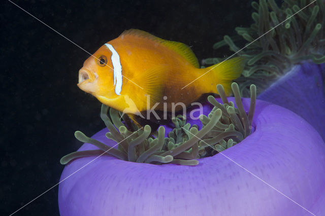 Maladiven Anemoonvis (Amphiprion nigripes)