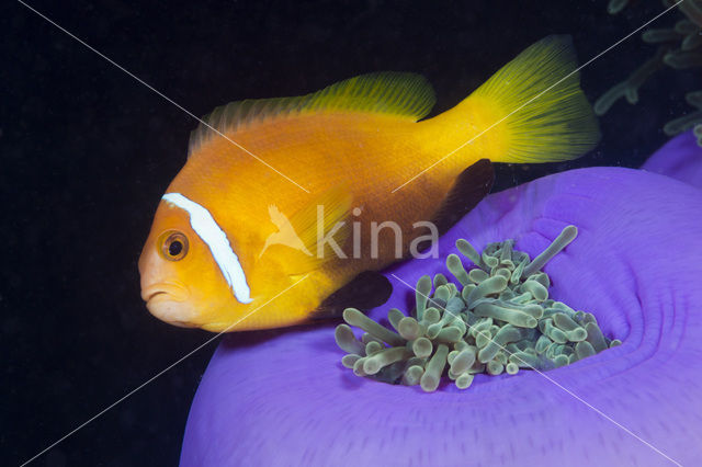 Maladiven Anemoonvis (Amphiprion nigripes)