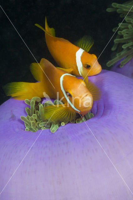 Maladiven Anemoonvis (Amphiprion nigripes)