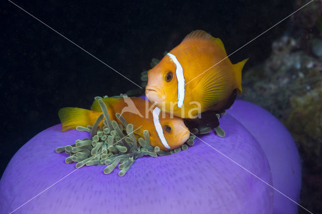 Maldives anemonefish (Amphiprion nigripes)