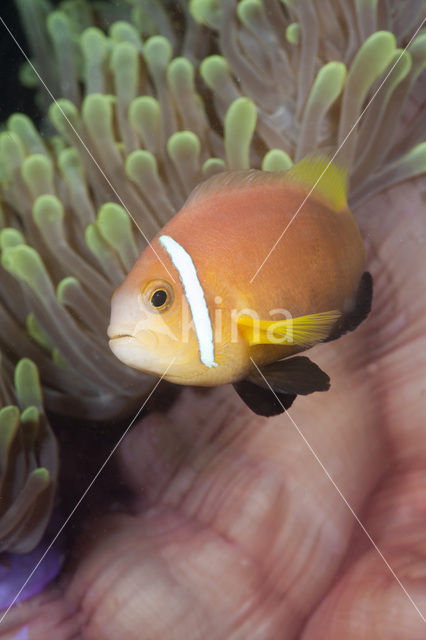 Maladiven Anemoonvis (Amphiprion nigripes)