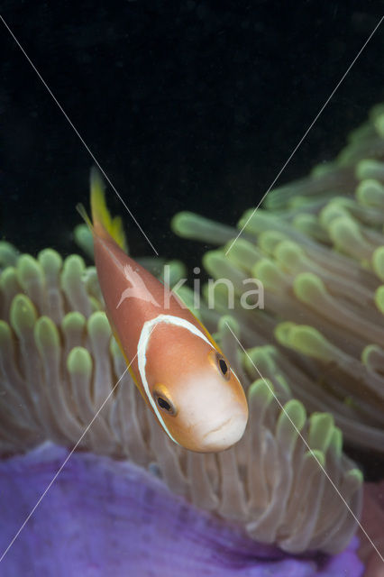 Maladiven Anemoonvis (Amphiprion nigripes)