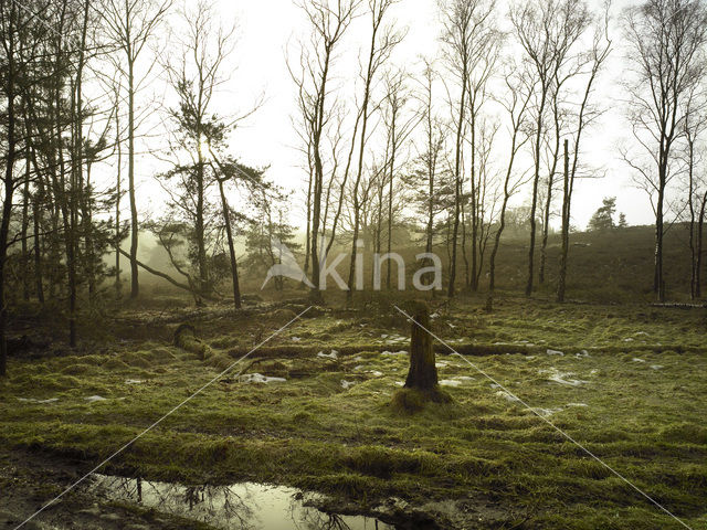 National Park Sallandse Heuvelrug