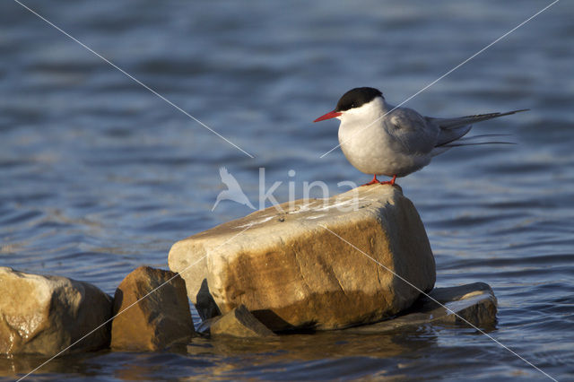 Arctic Tern (Sterna paradisaea)