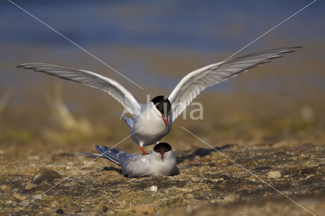 Arctic Tern (Sterna paradisaea)