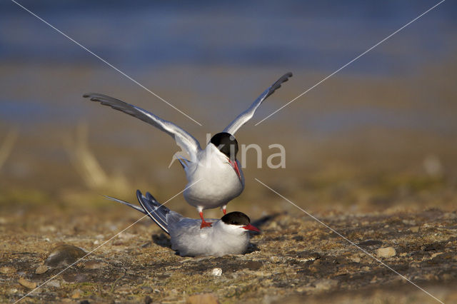 Arctic Tern (Sterna paradisaea)