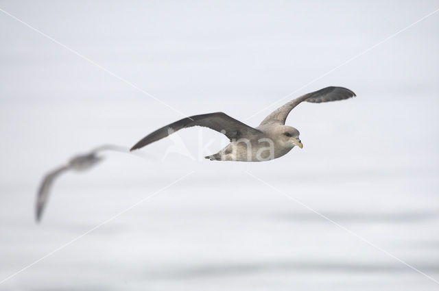 Northern Fulmar (Fulmarus glacialis)