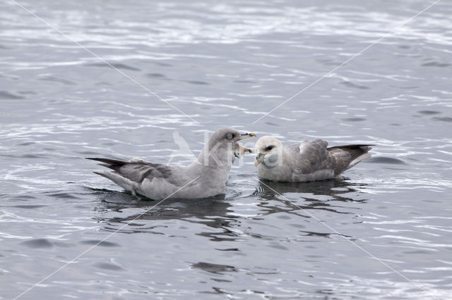 Northern Fulmar (Fulmarus glacialis)