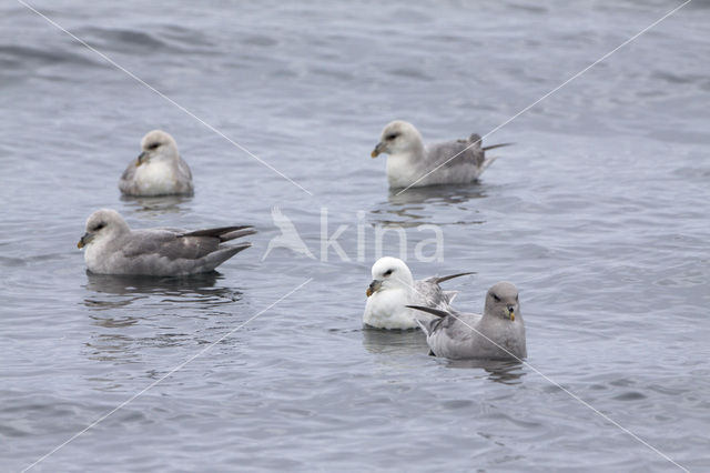Noordse Stormvogel (Fulmarus glacialis)