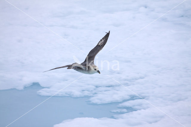 Noordse Stormvogel (Fulmarus glacialis)