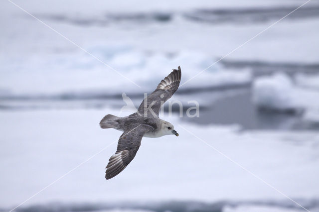 Noordse Stormvogel (Fulmarus glacialis)
