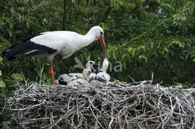 White Stork (Ciconia ciconia)