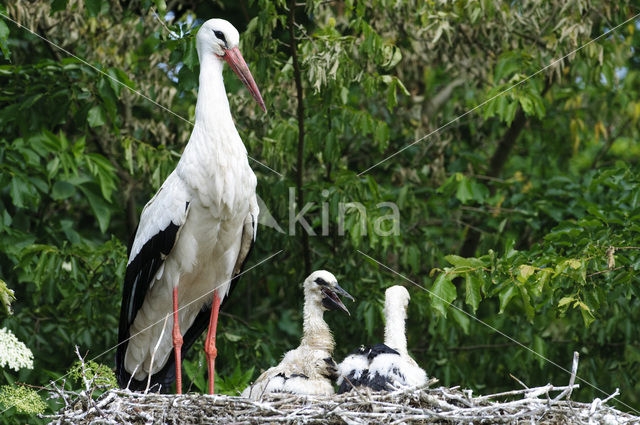 White Stork (Ciconia ciconia)