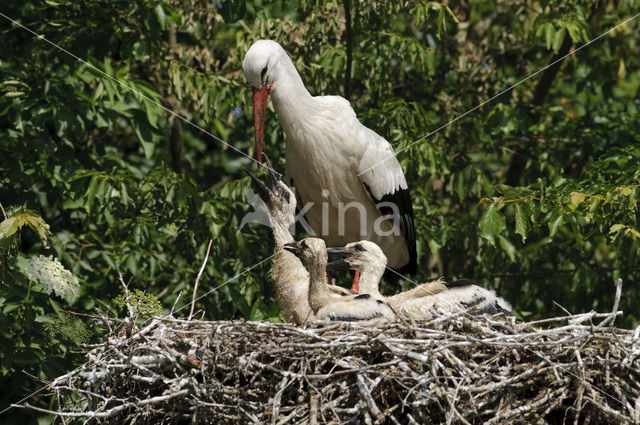 White Stork (Ciconia ciconia)