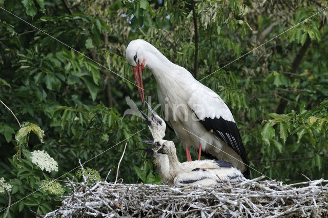 White Stork (Ciconia ciconia)