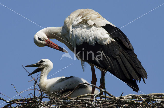 White Stork (Ciconia ciconia)