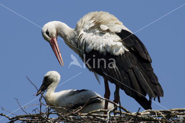 White Stork (Ciconia ciconia)