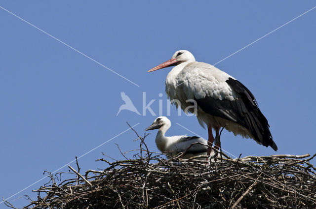 White Stork (Ciconia ciconia)