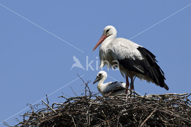 White Stork (Ciconia ciconia)