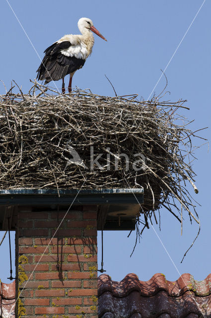 White Stork (Ciconia ciconia)