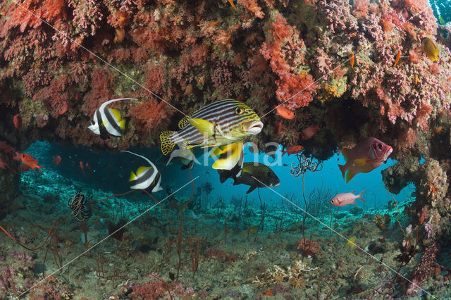 Indian Ocean oriental sweetlips (Plectorhinchus vittatus)