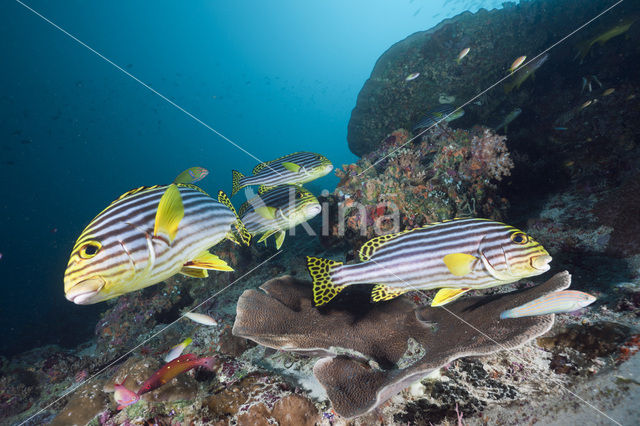 Indian Ocean oriental sweetlips (Plectorhinchus vittatus)