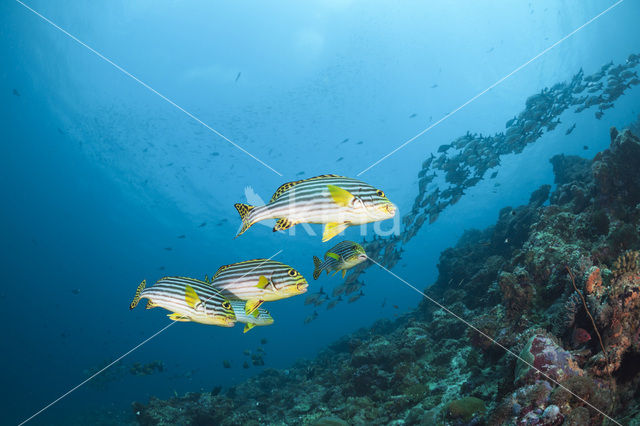 Indian Ocean oriental sweetlips (Plectorhinchus vittatus)