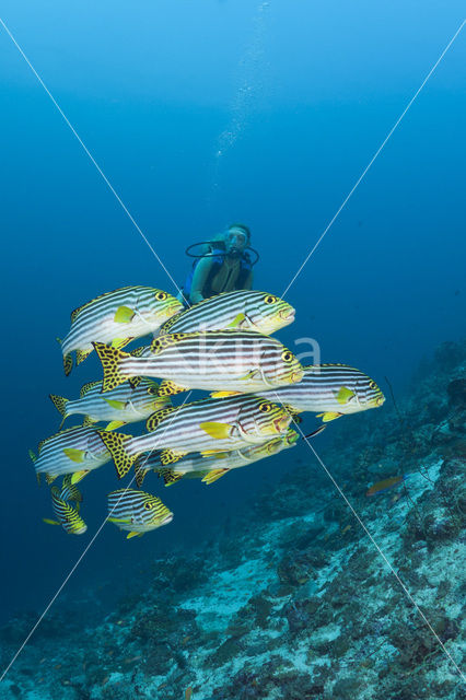 Oosterse diklipvis (Plectorhinchus vittatus)