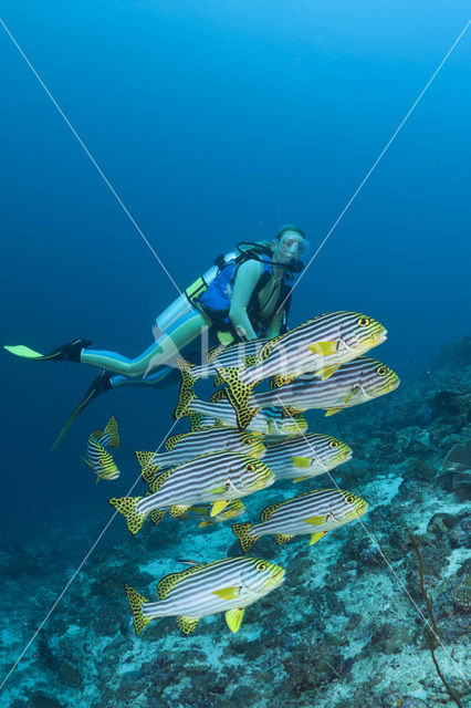 Oosterse diklipvis (Plectorhinchus vittatus)