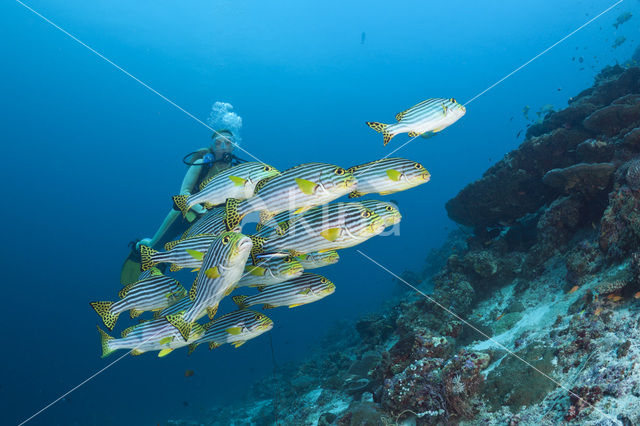 Indian Ocean oriental sweetlips (Plectorhinchus vittatus)